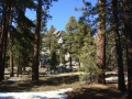 Mount San Jacinto